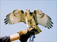 Falconry